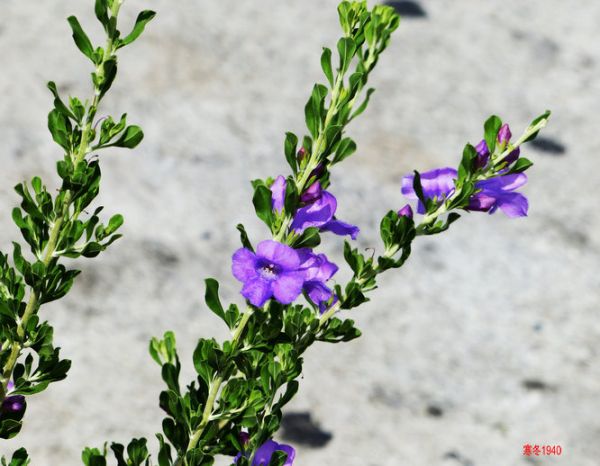 蓝花玉芙蓉（Leucophyllum-angmaniae）——开花灌木524