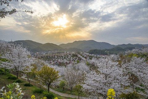 杭州樱花园，春花绽放的魅力时光