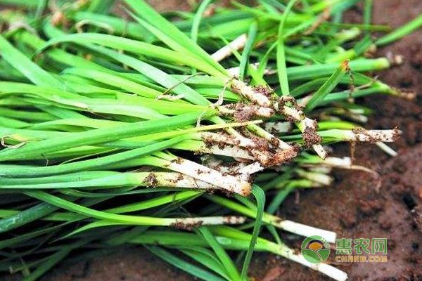 韭菜高产育苗种植技术-图片版权归惠农网所有