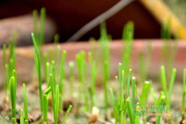 韭菜高产育苗种植技术-图片版权归惠农网所有