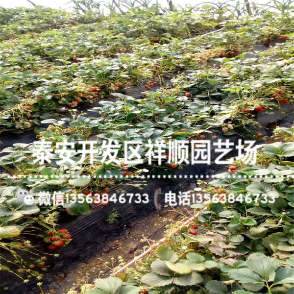 新品种菠萝蜜草莓苗基地哪里有、菠萝蜜草莓苗出售价钱