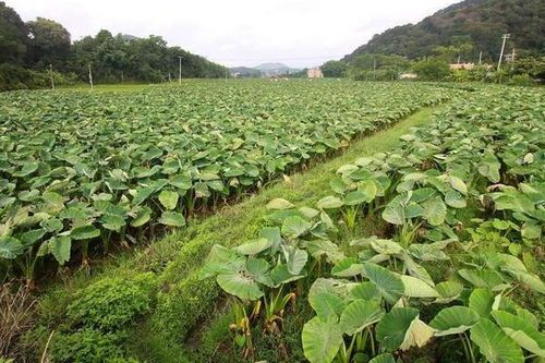 芋头种植技术与管理方法高产栽培技术