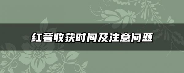 红薯收获时间及注意问题