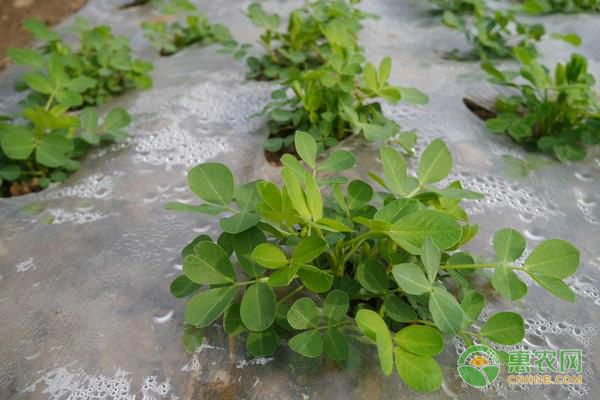 花生的田间管理要点-图片版权归惠农网所有