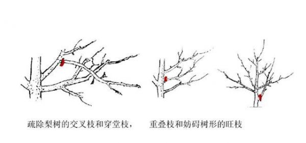 梨树栽培技术 修剪技术之疏枝