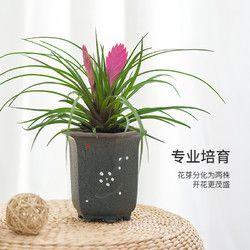 铁兰盆栽带花发货室内花卉植物客厅卧室书房好养土培绿植