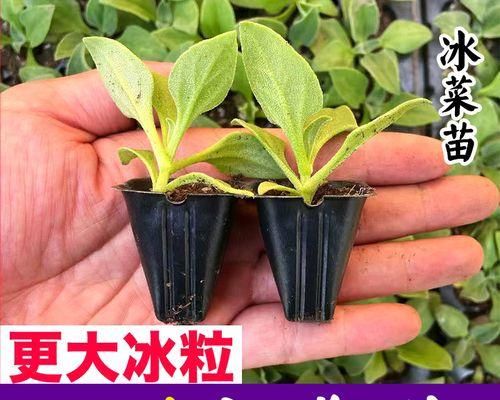 冰菜什么时候种植合适（冰菜种植方法和时间）