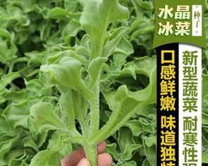 冰菜什么时候种植合适（冰菜种植方法和时间）