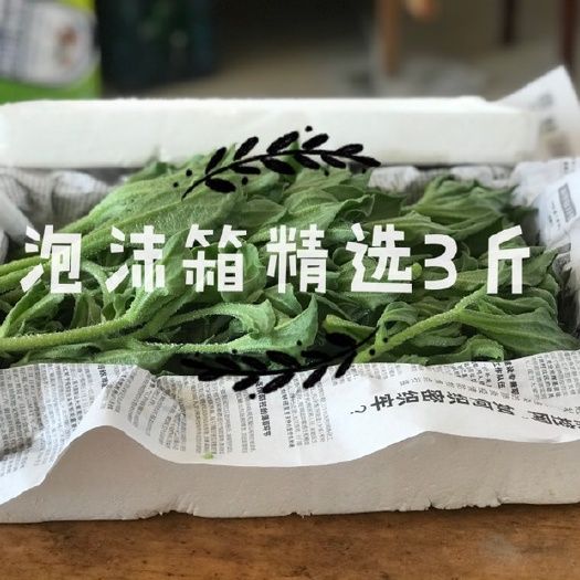 优质冰草，冰菜多基地种植四季有货，常年供应.量大优惠.