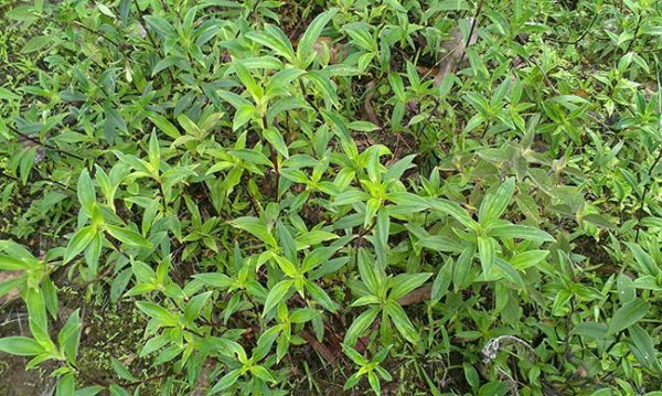 龙胆草种植前景如何?种植龙胆草一亩年赚多少钱?