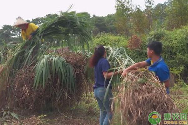 象草种植致富案例