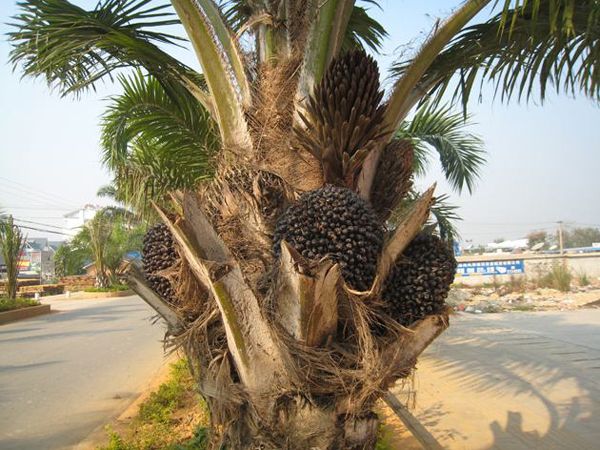 油棕种植前景怎么样？油棕适合什么地方种植？