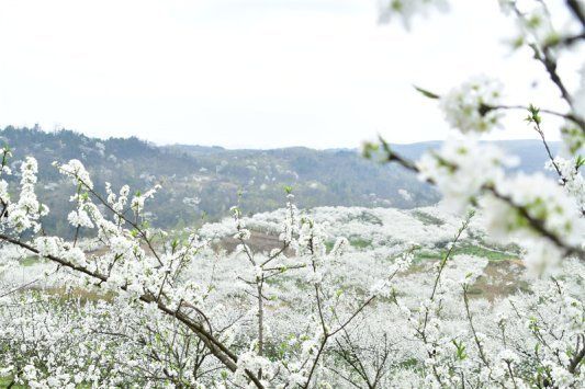 乌当水田镇李子花。乌当区文旅局