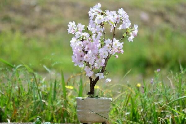 樱花盆栽修剪方法，4步即可完成樱花的修剪