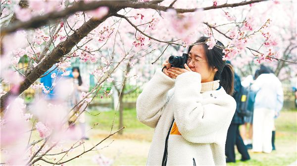 早樱初绽，即将迎来盛花期—— “武汉樱花”成踏青旅游搜索热词_fororder_01