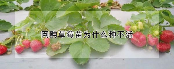 网购草莓苗为什么种不活