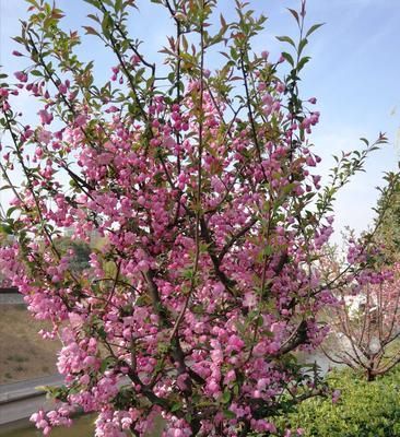 海棠花——承载爱情之美的花朵（海棠花爱情含义的探秘与解读）