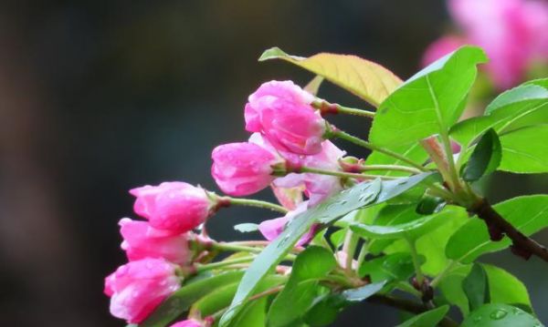 海棠花——承载爱情之美的花朵（海棠花爱情含义的探秘与解读）