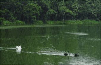  江南诗韵中的梅雨时节