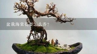 盆栽海棠花要怎么养？