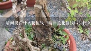 请问现在什么花值钱！请问兰花值钱吗？什么品种的兰花最值钱？