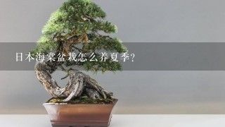 日本海棠盆栽怎么养夏季？