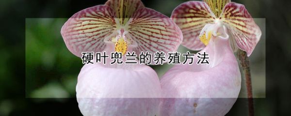 硬叶兜兰的养殖方法