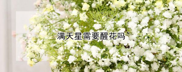 满天星需要醒花吗