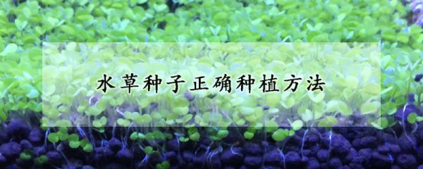 水草种子正确种植方法