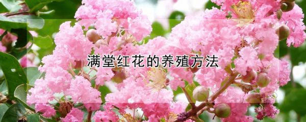 满堂红花的养殖方法