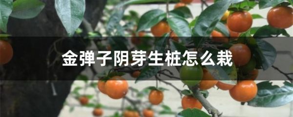 金弹子阴芽生桩怎么栽