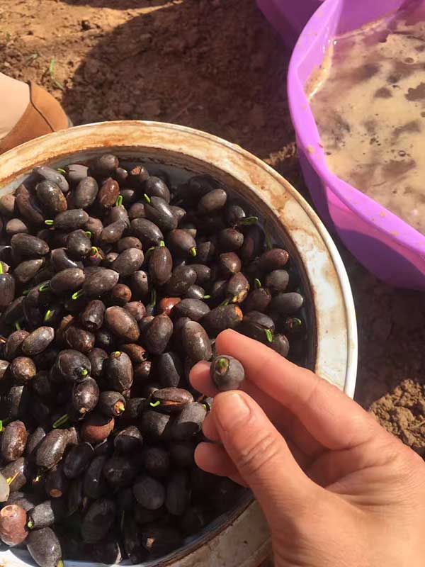 荷花种子发芽出苗图片