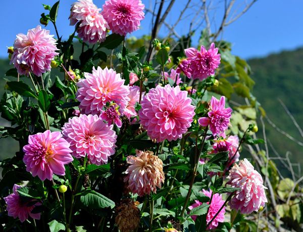 这5种花名字像蔬菜，开花却美如仙