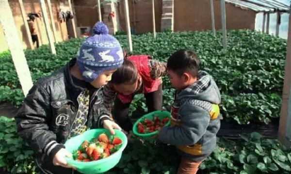 草莓季来袭！临沂草莓采摘攻略一定要收好！