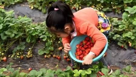 草莓季来袭！临沂草莓采摘攻略一定要收好！