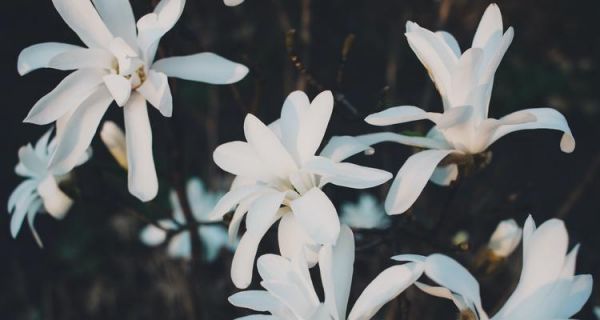 木兰花的花语与意义（探索木兰花的独特语言）