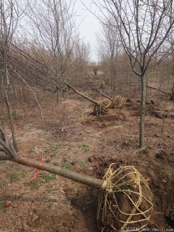 木瓜树图片木瓜树基地实拍