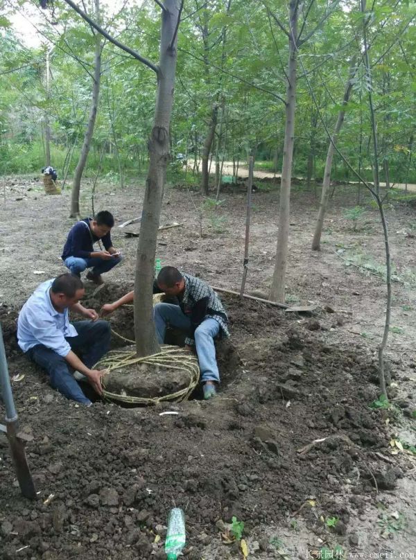 枫杨图片枫杨树基地实拍