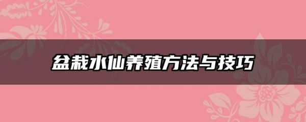 盆栽水仙养殖方法与技巧