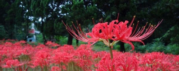 彼岸花怎么修剪