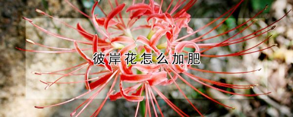 彼岸花怎么加肥