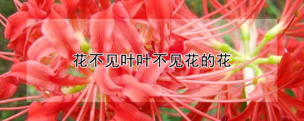 花不见叶叶不见花的花