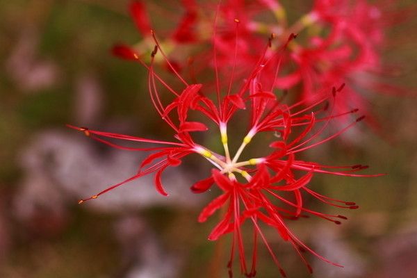 彼岸花春天开花吗