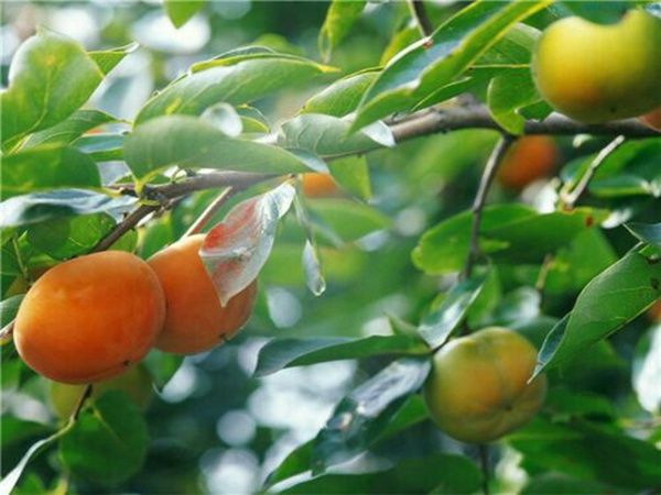 花皮球柿子苗适合山东省种的柿子树苗品种