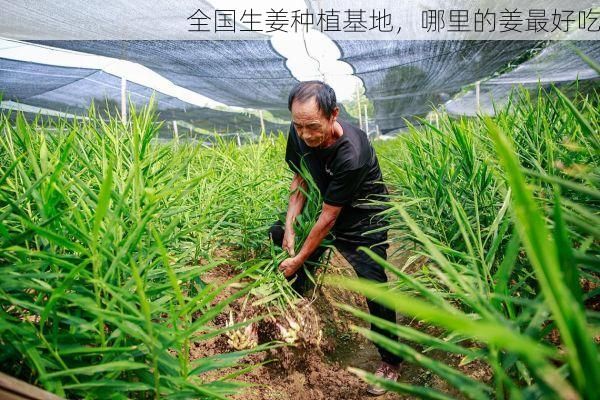 全国生姜种植基地，哪里的姜最好吃