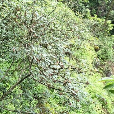 川椒 干花椒 特级 