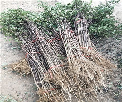 青花椒树苗、青花椒树苗产地价格