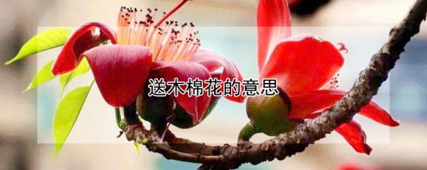 送木棉花的意思