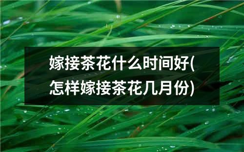 嫁接茶花什么时间好(怎样嫁接茶花几月份)