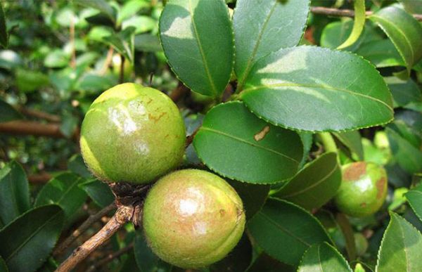 一年生油茶小苗多少钱一棵?油茶树小苗怎样种植?